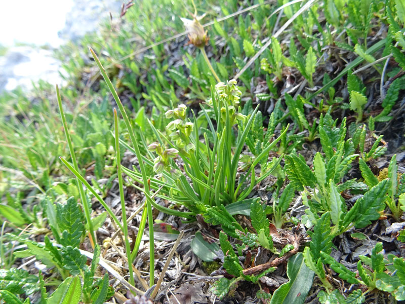 Chamorchis alpina